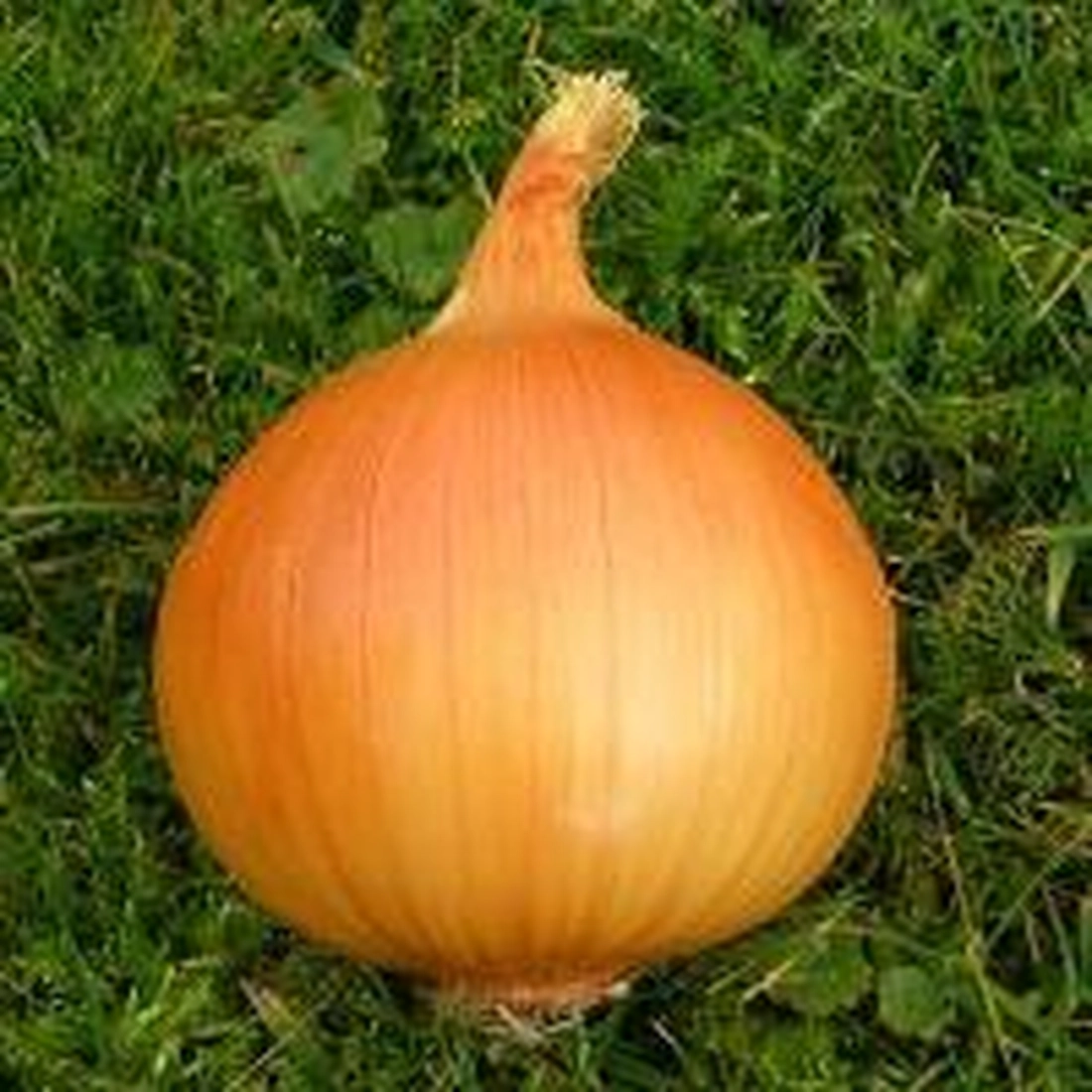 Тареско F1 цибуля світло-коричнева 250 000нас HAZERA