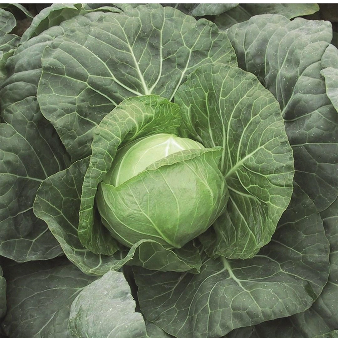 Парел F1 капуста б/г рання 2500 нас Bejo Zaden